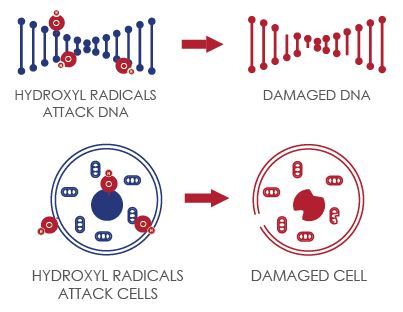 kerusakan molekular akibat radikal bebas