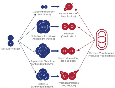 molekular hidrogen membantu enzim antioksidan lainnya
