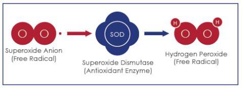 superoksida dismutase